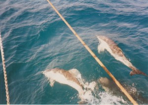 sr-gib-95-dolphins-001